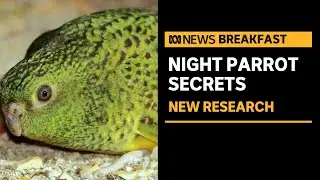 Unlocking the genetic secrets of the night parrot, one of the world's rarest birds | ABC News