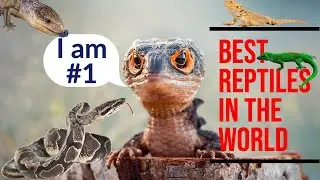 My Top 5 Dream Reptiles of the Remarkable Reptile Kingdom