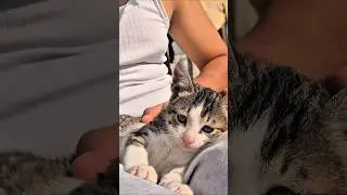 Cat&rsquo;s First Bath Reaction 😹 You&rsquo;ll Laugh Till the End!&rdquo;#cat #shorts