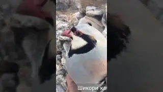 ХОИТ ШИКОРИ КАБК