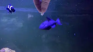 Hand feeding Cod To Triggerfish