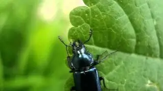 Platycerus caraboides - Kleiner Rehschr&ouml;ter