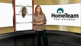 Quality Pest Control with The HomeTeam 6-Point Advantage Service