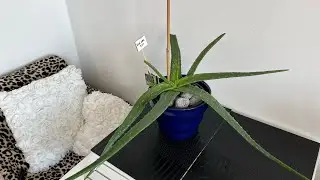 ❦  Plant update - February 2025 ❦