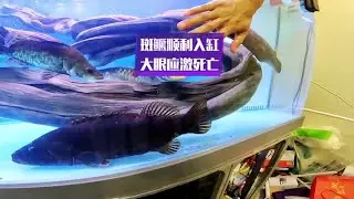 下集来啦，斑鳜体检后顺利入缸，大眼鳜过温过水应激而亡，盲猜活动将近3000人参与，感谢大家的支持，中奖结果公布在本视频置顶评论中🫶🤝#豆爸先生养鱼日记