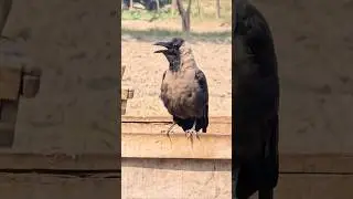 House Crow Calling #shorts
