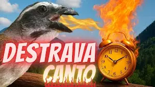 🟢🔥 DESTRAVA CANTO ESQUENTAR TRINCA FERRO ESTIMULA CANTAR  
