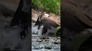 Rabbit vs Eagle #animallife #wildanimals #animals #funny #wildlife #naturelovers #eagle #rabbits