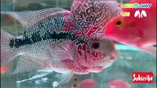 Lionhead Fish & Live Worms