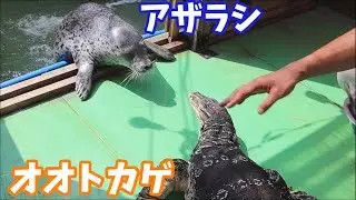 テン君(オオトカゲ)とアザラシが対面した結果・・・
