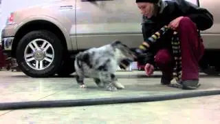 hantug