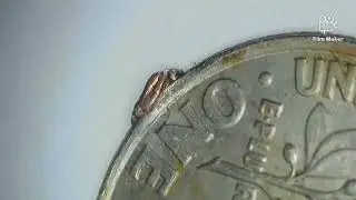 1998 d error dime @ coins( saved from circulation)