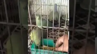 Thuần chim cu xanh mau dạn