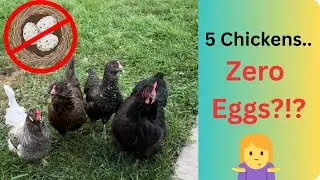 5 Chickens, 0 Eggs&hellip; Here&rsquo;s What&rsquo;s Going On! | Urban Farming in Minnesota