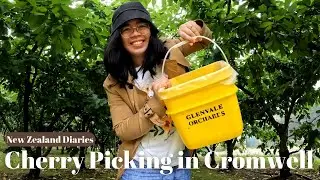 NEW ZEALAND DIARIES : CHERRY PICKING IN CROMWELL | STROLLNG AROUND QUEENSTOWN