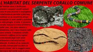 IL SERPENTE CORALLO COMUNE