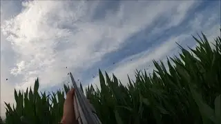 Compilation de tir au petit gibier (corbeaux, palombes, canards, grives)