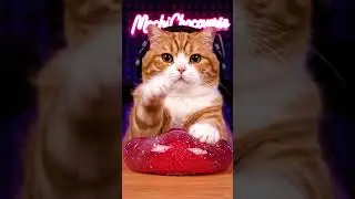 Orange Tabby Presses Huawei Slime Ball ASMR 😸🫧 &mdash; MochiChocoverse #mochichocoverse #asmr #cat #cute