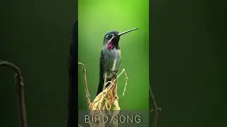 Beautiful Bird Singing #shorts #masteranburung #birdsounds