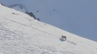 Eurasian Lynx - Yurutse - Ladakh - March 2019