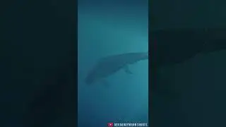 MOSASAURUS WANTS TO GET OUT OF ITS PRISON! - Jurassic World Evolution 2