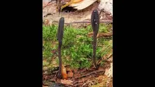Geoglossum simile
