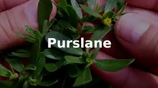 Purslane (Gathering Edible Wild Plants dvd)