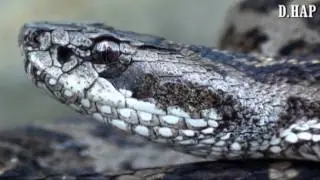 [한국_Korea] 까치살모사 (Short-tailed Viper Snake)