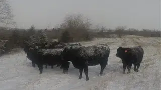 Keeping Livestock Alive in Bitter Cold Conditions