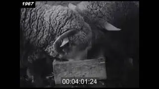 Karcag anno 1967