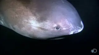 Alien Sharks: The Megamouth