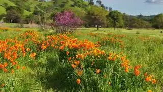 POPPIES BLOOMING | LAKE SOLANO COUNTY PARK | DJI MAVIC 3 PRO & CANON 7D MARK2