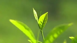 tea leaves in the breeze