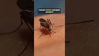 Почему кусают комары #почему  #животные #facts