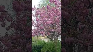 United Kingdom - Milton Keynes spring 2025 # United Kingdom #miltonkeynes  #reels #2025