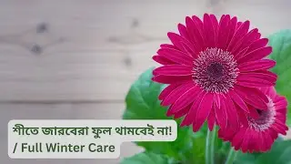 Gerbera Winter Care 🌼 | Cinder Media, Fertilizer Schedule & Heavy Bloom Tips | ফুল আসবে থামবেই না!