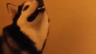 Sneeze Husky dog  funny