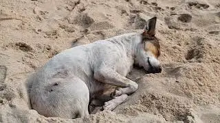 Feral Dog Pack living on the beach