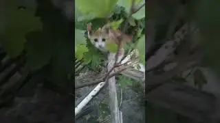 yellow kitten 🐱, sariq mushuk, жолтый кошек