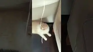 #cat #playfullcat #cute pet  always exciting