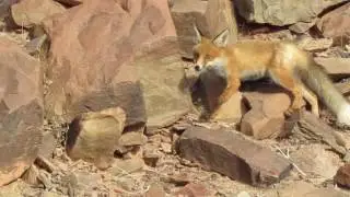 Release of Red fox (Vulpes vulpes)