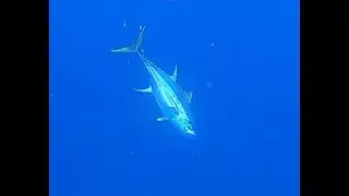 Hawaii Kayak Fishing: Shibi Ahi (Yellowfin Tuna) in Crystal Blue Waters