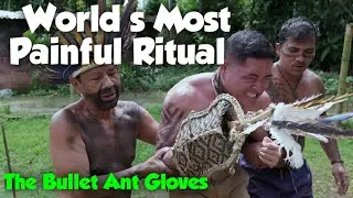 Bullet Ant Initiation: The Sting of Manhood