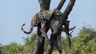 A Leopard and A Zebra Up A tree