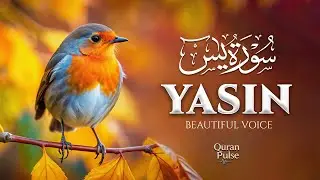 Surah Yaseen (سورة يس) | Find Stillness & Peace Through This Qur&rsquo;anic Recitation