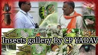 Chambal Insect Gallery#insect india