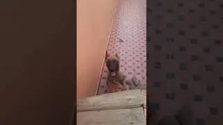 Berger malinois 3 mois maroc