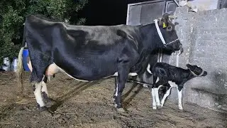 ملكه جمال البقر الهولشتاين مع ابو ياسين من حبة في البقر مودي ملبسها شالة بنزينات اللبن وصلت