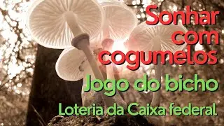 voc&ecirc; sonhou com cogumelos N&uacute;mero da sorte Jogo do bicho &eacute; loteria da Caixa federal