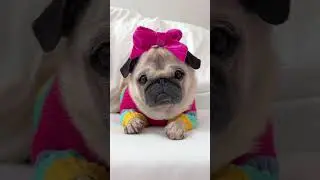 Everybody told me I look like a POTATO&hellip; 🥔 #dog #pug #shorts #funny